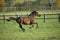 French Trotter, Male Galloping in Paddock, Normandy