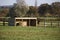 French Trotter, Male near Horse Shelter in Paddock, Normandy