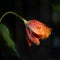 French tulip flower, beautiful orange and yellow tulip against black background. Extraordinary tulip with jagged petals