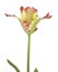 French tulip,mult icolored