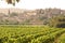 French Village in sunset, with vineyard.