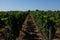 French vines in the french Haut-Medoc region