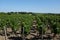 French vines in the french Haut-Medoc region