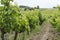 French vineyard