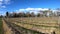 French Vineyard in Aude, France