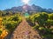 A French vineyard in a dramatic landscape in Provence.