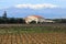 French vineyard south of Perpignan
