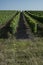 French vineyards leading up to a blue sky