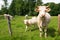 French white cows