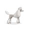 French white poodle cartoon illustration. Comic dog character. Pet animal.