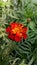 French winter marigold