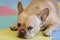 Frenchie Resting on a colorful carpet in Northern California.