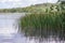 Frensham pond in Surrey