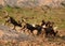 A frenzied pack of wild dogs Painted Dogs with dust flying in south luangwa national park, zambia