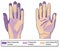 Frequently missed areas when cleaning hands