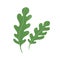 Fres arugula leaf. Rucola, garden rocket. Greens, leafy vegetable. Healthy veggie food. Ruccola herbs, seasoning. Flat