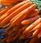 Fres carrots