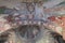 Fresco Christian Decoration on Ceiling ,El Nazar Old Church at the Goreme open air museum Cappadocia, Anatolia