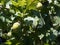 Fresh acorns on an Oak tree