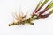 Fresh Acorus calamus roots, also known as sweet flag, isolated on light background