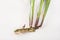 Fresh Acorus calamus roots, also known as sweet flag, isolated on light background