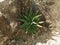 Fresh  agave salmiana or  Pulque Agave plant at outdoor