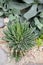 Fresh agave victoria-reginae