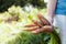 Fresh agriculture carrot in hands, healthy food