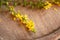 Fresh agrimony flowers on a table