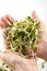 Fresh alfalfa sprouts