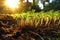 Fresh Alfalfa Sprouts Emerging From Rich Soil In Sunlight. Generative AI