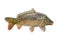 Fresh alive mirror carp fish isolated on white background