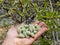 Fresh almond fruits grown in spring