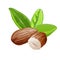 Fresh almonds icon, cartoon style