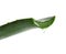 Fresh aloe vera leaf  with dripping juice on white background