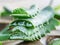 Fresh aloe vera leaf slice close up