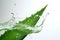 Fresh aloe vera leaf with water splash isolated on white background