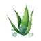 Fresh aloe vera plant with water drop