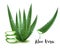 Fresh Aloe Vera Sliced Aloe Vera and Aloe vera dripping over Isolated On White Background