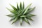 Fresh aloe vera on white background. Medicinal plant, 3d icon, image is AI generated. Overhead view, plant close-up