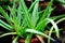 Fresh Aloevera Leaf in the Pot in the Garden, Herbs for Skin Health and Healthy Food.