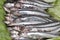 Fresh anchovies in the market.