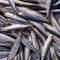 Fresh anchovies for sale, top view