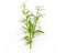 Fresh of Andrographis paniculata plant on white background use f