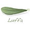 Fresh Angled luffa fruits isolated