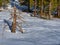 Fresh animal tracks going past dead pine tree in winter