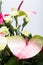 Fresh anthurium flower