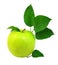 Fresh apple with green leafs