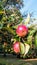 Fresh Apples at Cranfield University Campus, England