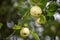 Fresh apples after rain hanging on a tree